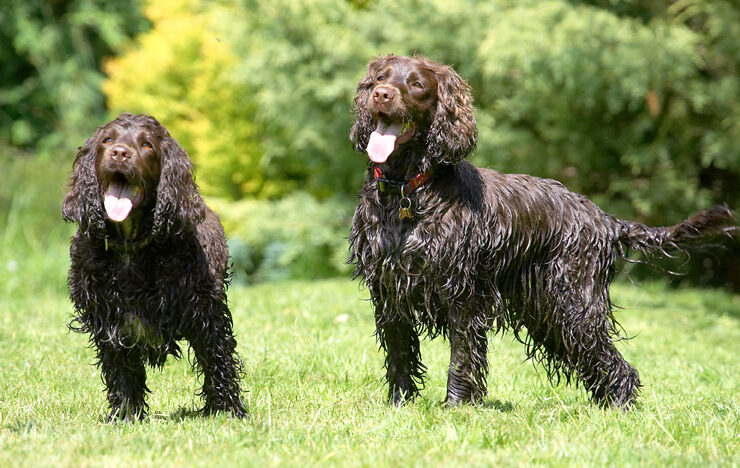 Cocker Spaniel, Dog, Dogs, Fizzy, Play, Playing, Poppy, Run, Running, Spaniels, Tongue