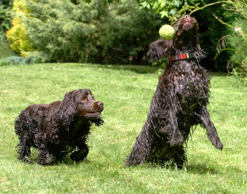 Cocker Spaniel, Dog, Dogs, Fizzy, Play, Playing, Poppy, Run, Running, Spaniels