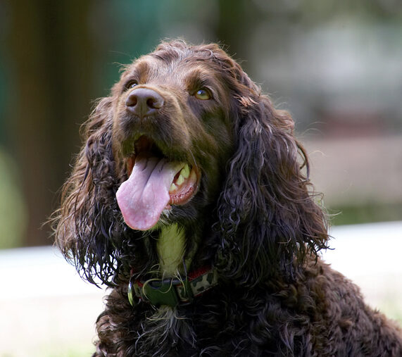 Cocker Spaniel, Dog, Dogs, Fizzy, Play, Playing, Poppy, Spaniels, Tongue