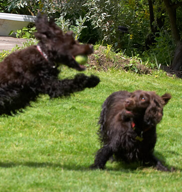 Ball, Cocker Spaniel, Dog, Dogs, Fizzy, Play, Playing, Poppy, Run, Running, Spaniels