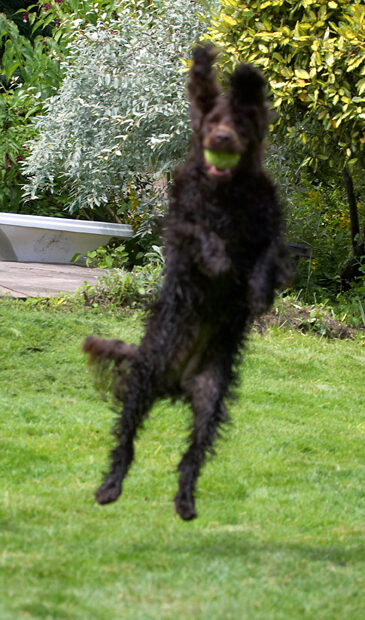 Ball, Cocker Spaniel, Dog, Dogs, Fizzy, Leaping, Play, Playing, Poppy, Run, Running, Spaniels