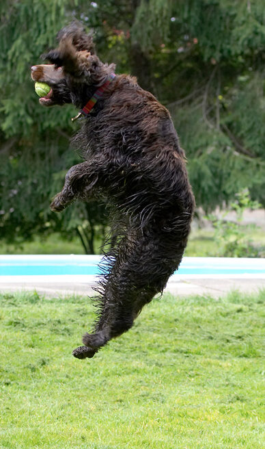 Ball, Cocker Spaniel, Dog, Dogs, Fizzy, Leaping, Play, Playing, Poppy, Run, Running, Spaniels
