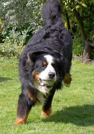 Ball, Bernese Mountain Dog, Digby, Dog, Dogs, Play, Playing, Run, Running