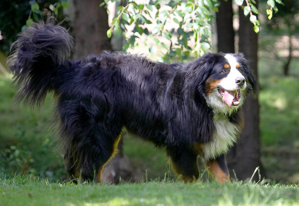 Bernese Mountain Dog, Digby, Dog, Dogs, Play, Playing, Tongue