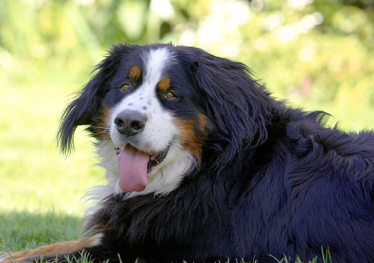 Bernese Mountain Dog, Digby, Dog, Dogs, Play, Playing, Tongue