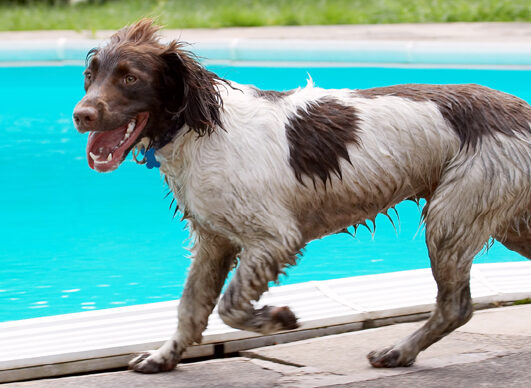 Dog, Dogs, George, Spaniels, Springer Spaniel, Tongue