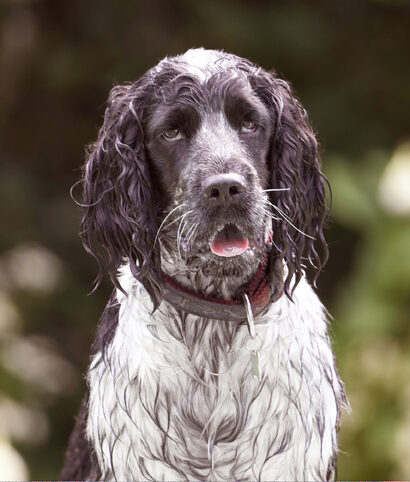 Dog, Dogs, George, Spaniels, Springer Spaniel, Tongue