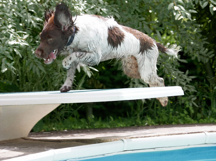 Dog, Dogs, George, Spaniels, Springer Spaniel, Tongue