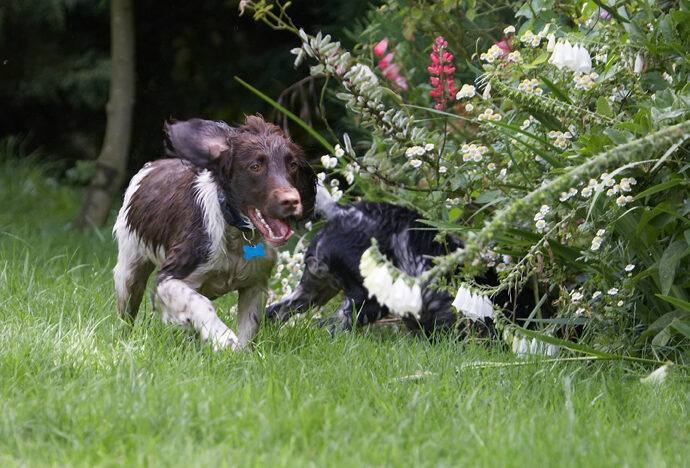 Charlie, Dog, Dogs, George, Spaniels, Springer Spaniel, Tongue