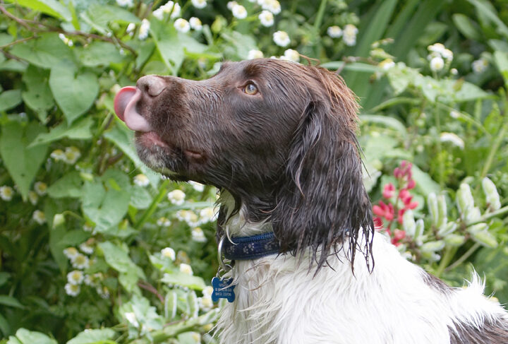 Dog, Dogs, George, Spaniels, Springer Spaniel, Tongue