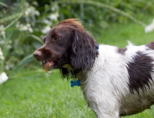 Dog, Dogs, George, Spaniels, Springer Spaniel, Tongue