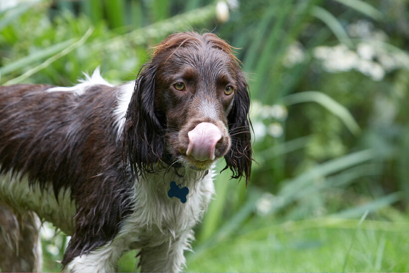 Dog, Dogs, George, Spaniels, Springer Spaniel, Tongue