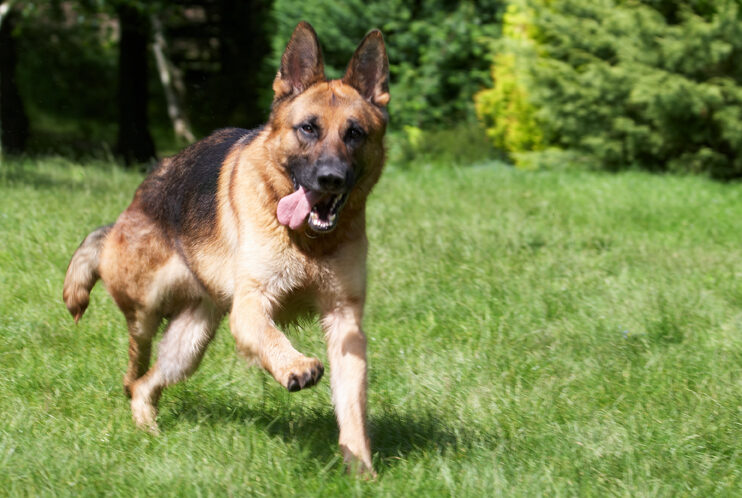 Alsatian, Dog, Dogs, Enoch, German Shepherd, Tongue