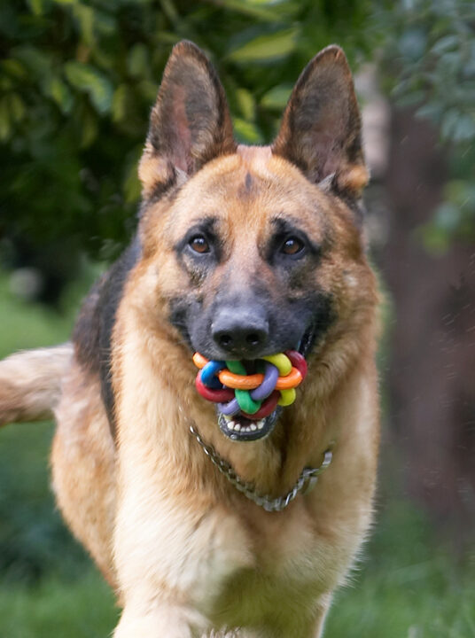 Alsatian, Dog, Dogs, Enoch, German Shepherd, Tongue