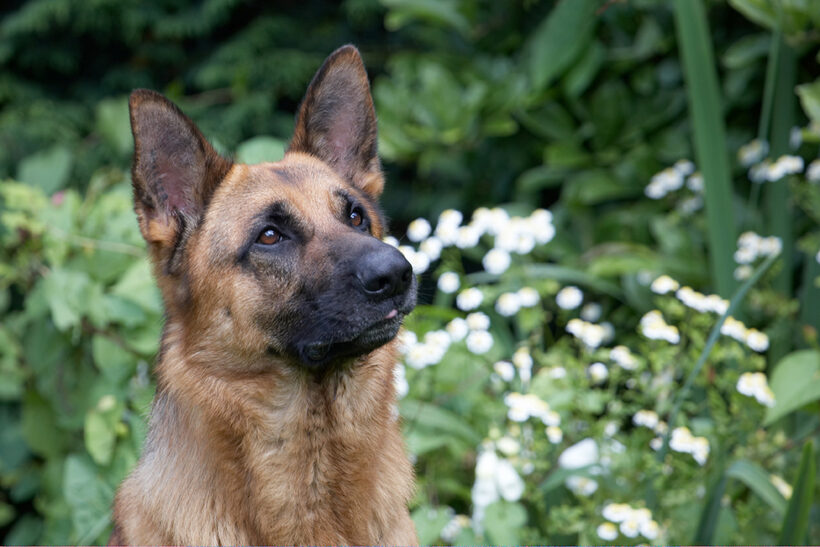 Alsatian, Dog, Dogs, Enoch, German Shepherd, Tongue