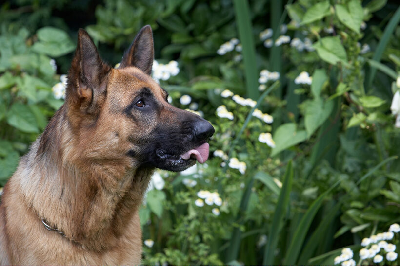 Alsatian, Dog, Dogs, Enoch, German Shepherd, Tongue