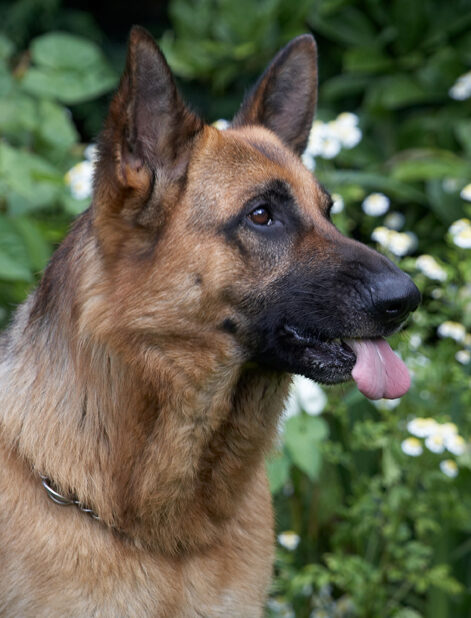 Alsatian, Dog, Dogs, Enoch, German Shepherd, Tongue