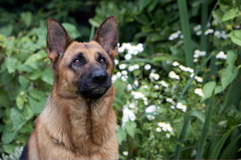 Alsatian, Dog, Dogs, Enoch, German Shepherd, Tongue