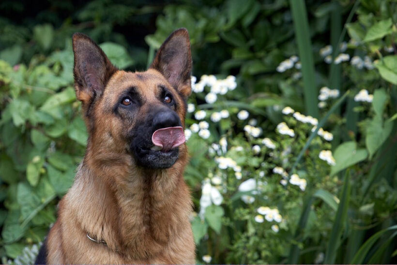 Alsatian, Dog, Dogs, Enoch, German Shepherd, Tongue