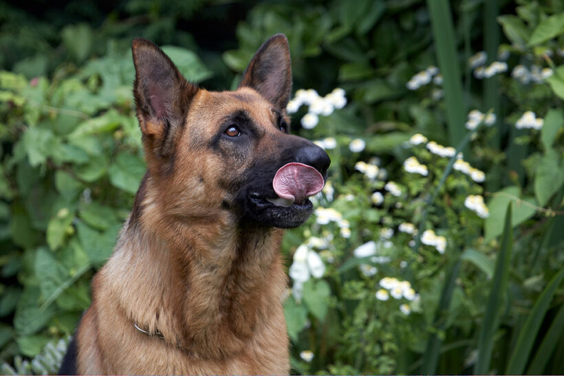 Alsatian, Dog, Dogs, Enoch, German Shepherd, Tongue
