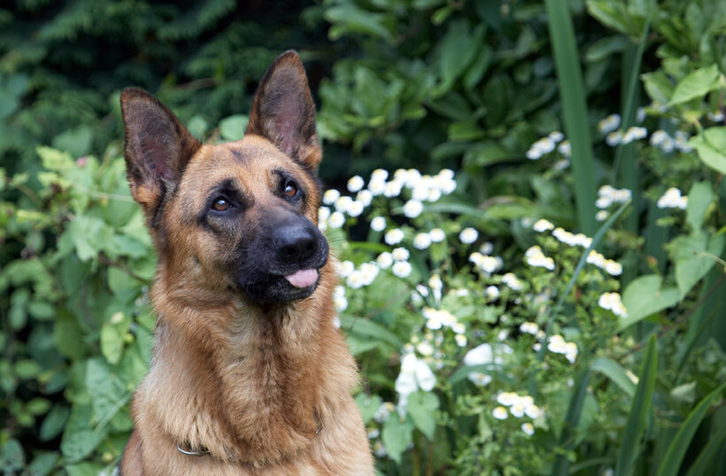 Alsatian, Dog, Dogs, Enoch, German Shepherd, Tongue
