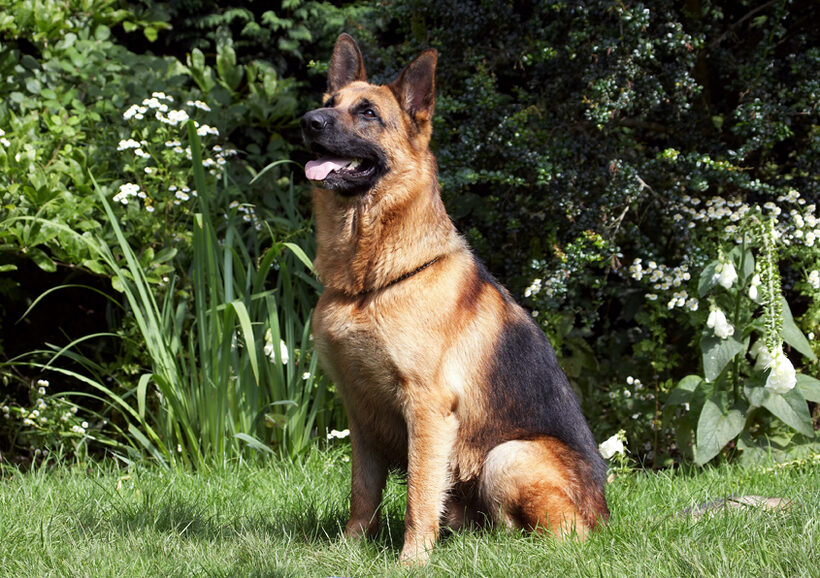 Alsatian, Dog, Dogs, Enoch, German Shepherd, Tongue