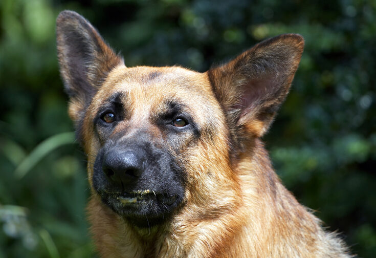 Alsatian, Dog, Dogs, Enoch, German Shepherd, Tongue