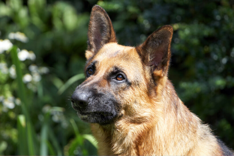 Alsatian, Dog, Dogs, Enoch, German Shepherd, Tongue