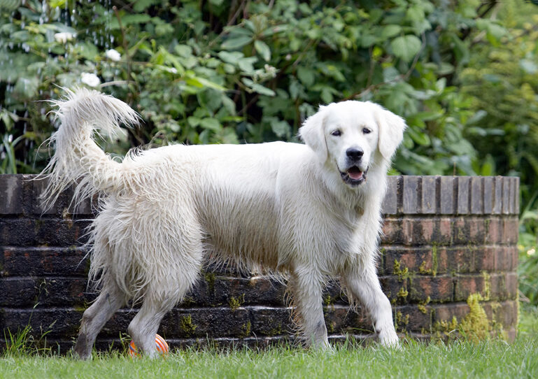 Ball, Dog, Dogs, Golden Retriever, Retrievers, Tia, Tongue