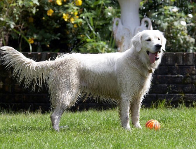 Ball, Dog, Dogs, Golden Retriever, Retrievers, Tia, Tongue