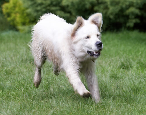 Ball, Dog, Dogs, Golden Retriever, Retrievers, Tia, Tongue