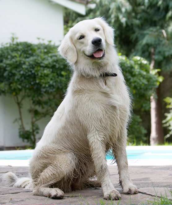 Ball, Dog, Dogs, Golden Retriever, Retrievers, Tia, Tongue