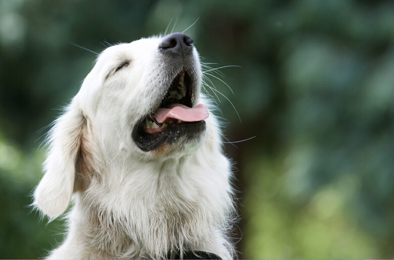 Ball, Dog, Dogs, Golden Retriever, Retrievers, Tia, Tongue