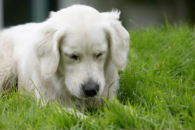 Ball, Dog, Dogs, Golden Retriever, Retrievers, Tia, Tongue