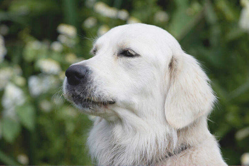 Ball, Dog, Dogs, Golden Retriever, Retrievers, Tia, Tongue