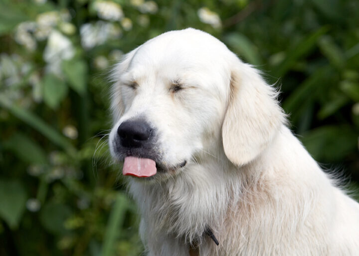Ball, Dog, Dogs, Golden Retriever, Retrievers, Tia, Tongue