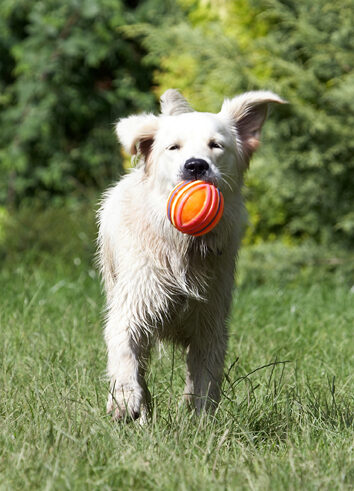 Ball, Dog, Dogs, Golden Retriever, Retrievers, Tia, Tongue