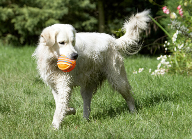 Ball, Dog, Dogs, Golden Retriever, Retrievers, Tia, Tongue