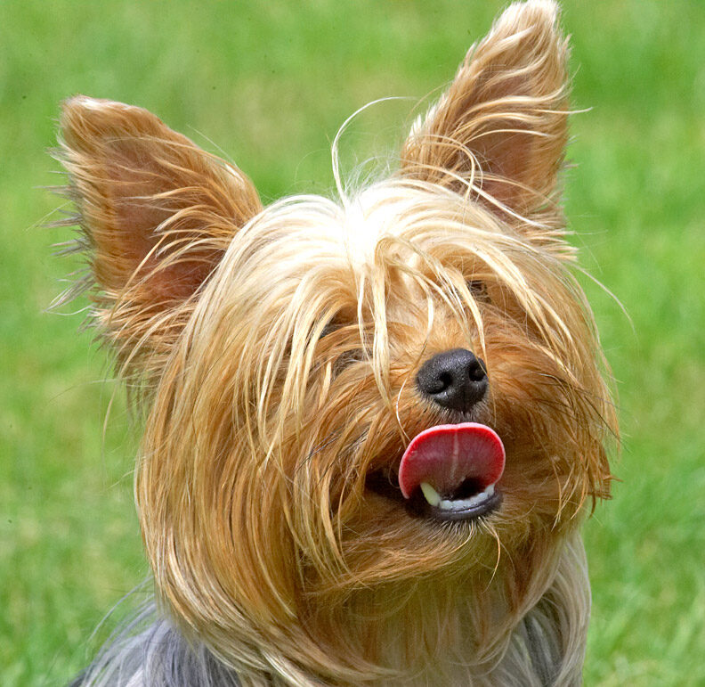 Look, I'm licking my chops in anticipation