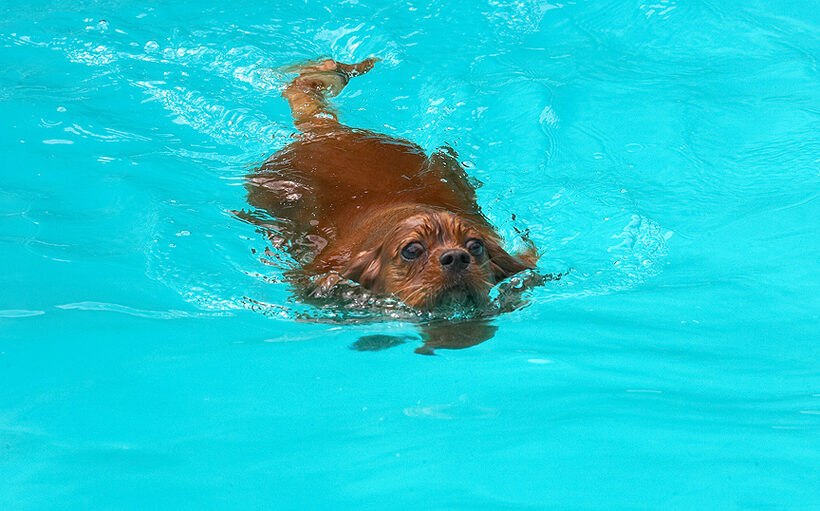 I'm just a water baby