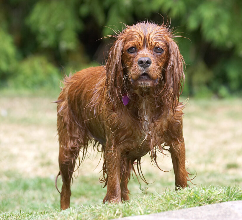 This is my drowned rat look?  Very funny!