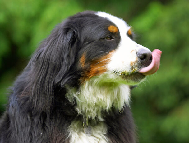 Bernese Mountain Dog, Digby, Dogs, Tongue