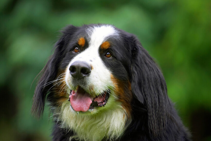 Bernese Mountain Dog, Digby, Dogs, Tongue