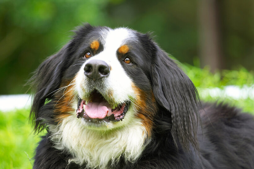 Bernese Mountain Dog, Digby, Dogs, Tongue