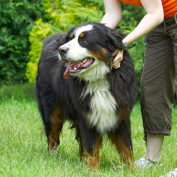 Bernese Mountain Dog, Digby, Dogs