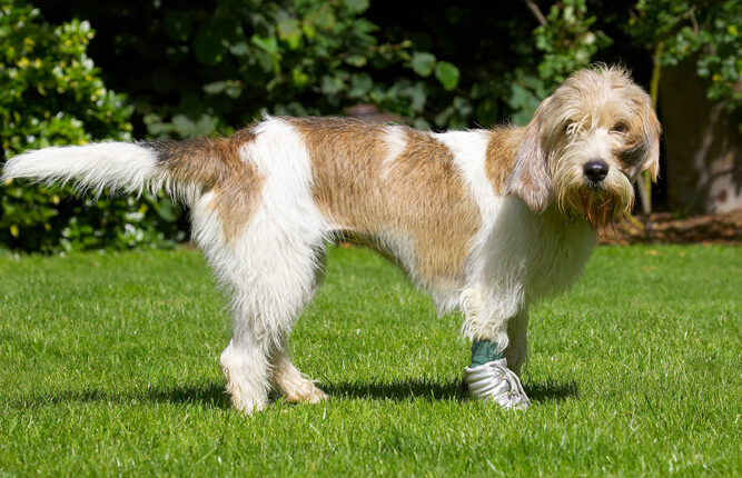 Dog, Dogs, Grand Vendeed Bassett Hound, Hounds, Libbie, Tongue