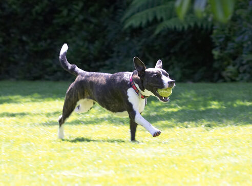 Collie, Dog, Dogs, Sasha, Staffordshrie Bull Terrier, Terriers, Tongue