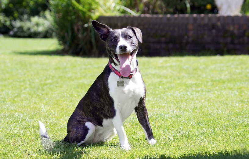 Collie, Dog, Dogs, Sasha, Staffordshrie Bull Terrier, Terriers, Tongue