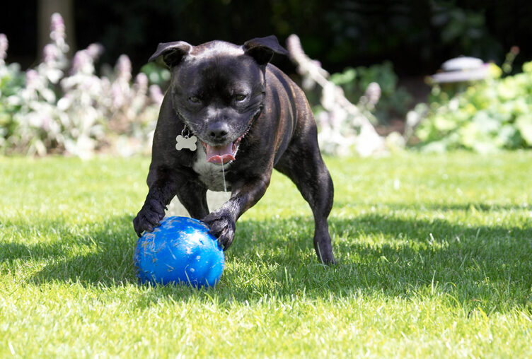Dog, Dogs, Kira, Staffordshire Bull Terrier, Terriers