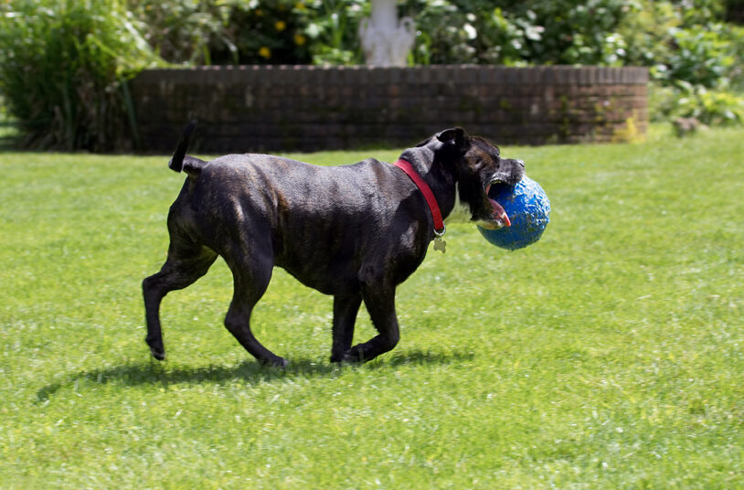 Dog, Dogs, Kira, Staffordshire Bull Terrier, Terriers